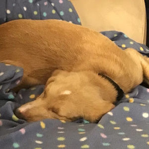 Meet your Posher, Isabel